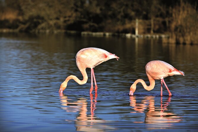 3.5 Hour Camargue 4x4 Safari from Le Grau-du Roi - Why a Camargue 4x4 is a useful way to explore