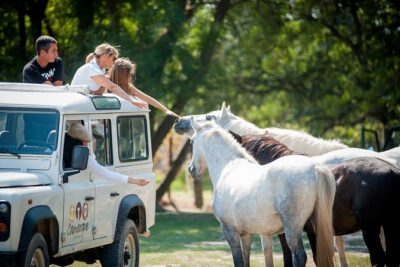 3.5 Hour Camargue 4×4 Safari from Le Grau-du Roi