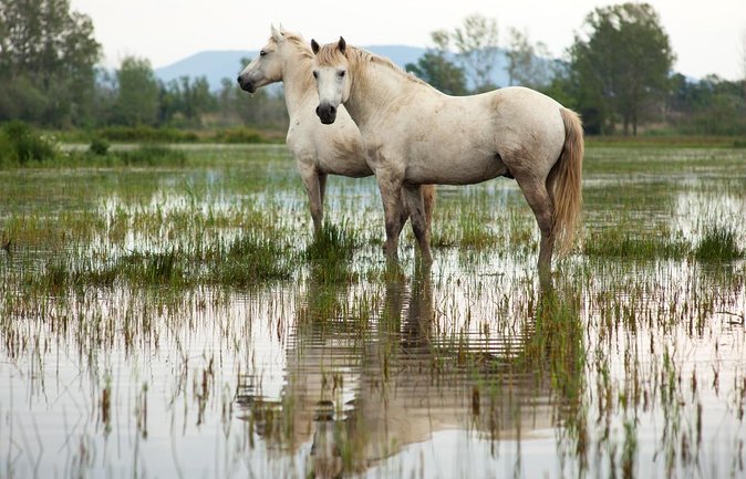 4x4 Camargue Safari 4h - Departure from Arles - Key points to know before you book