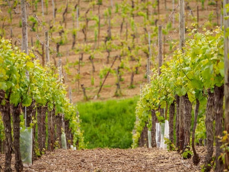 Alsace Half-Day Wine Tour from Strasbourg - The second cellar and the changing view from the Wine Route