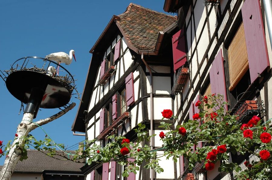 Alsace Half-Day Wine Tour from Strasbourg - Who will enjoy this tour most?