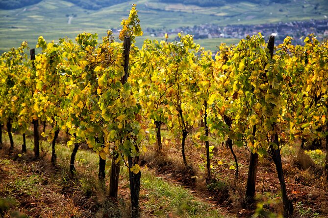 Alsace Wine Route Wineries & Tasting Small Group Guided Tour from Strasbourg - Dambach-la-Ville and the family cellar feel