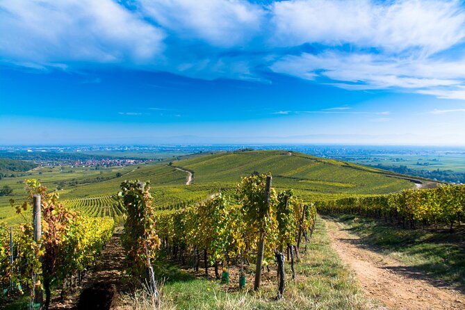 Alsace Wine Route Wineries & Tasting Small Group Guided Tour from Strasbourg - Lunch and a practical midday pause