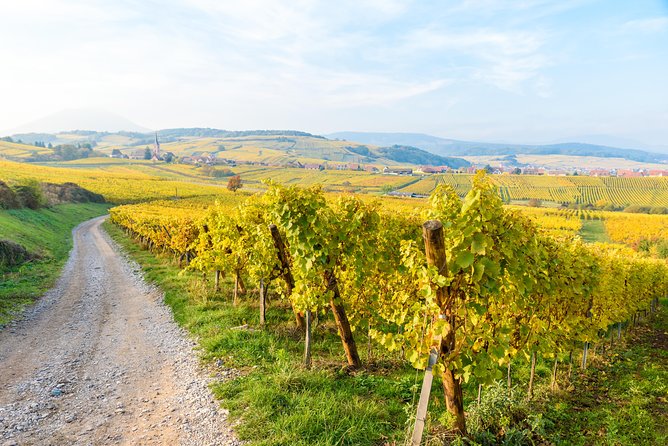 Alsace Wine Route Wineries & Tasting Small Group Guided Tour from Strasbourg - Mittelbergheim and the first white wines