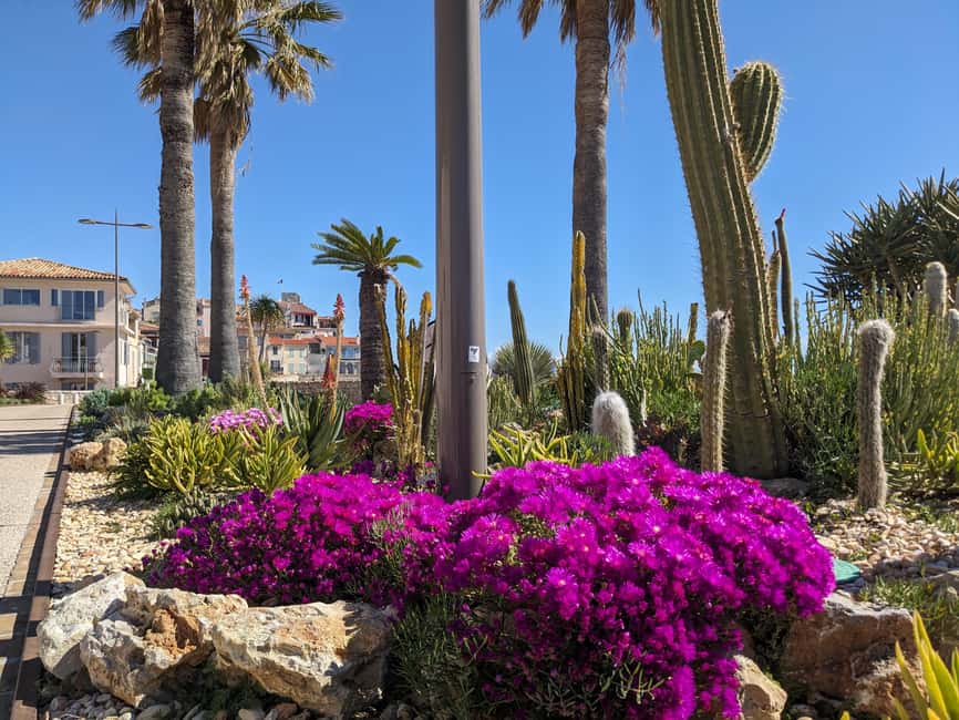 Antibes: 2 hour walking tour in the old town - The Provençal market, where Antibes feels local