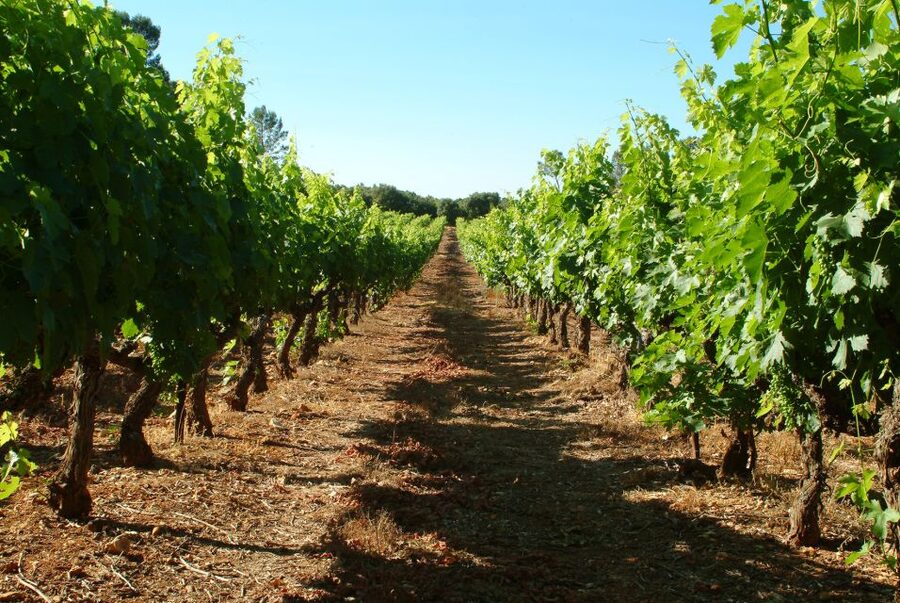 Bandol and Cassis: Full Day Wine Tour from Marseille - Lunch in the fishing town of Cassis