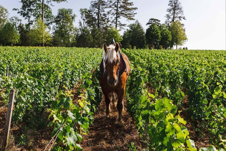 Beaune: Wine Tasting at Château de Pommard - Walking through the Clos Marey-Monge vineyard
