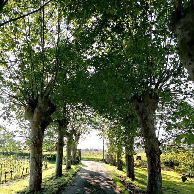 Bordeaux: Explore an Organic Family Vineyard with Tasting - Final verdict: should you book Pestoury Vineyard?