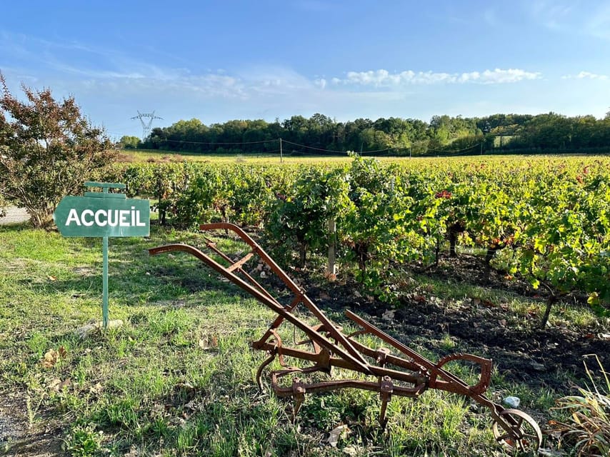 Bordeaux: Explore an Organic Family Vineyard with Tasting - See how grapes become wine in the cellar