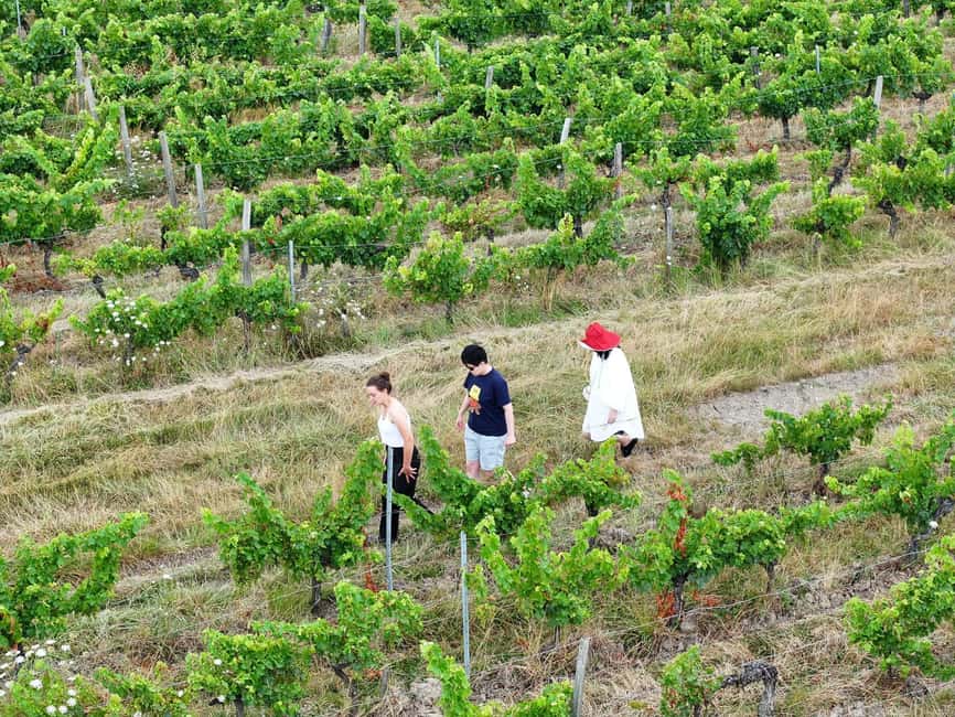 Bordeaux: Explore an Organic Family Vineyard with Tasting - What $21 buys you