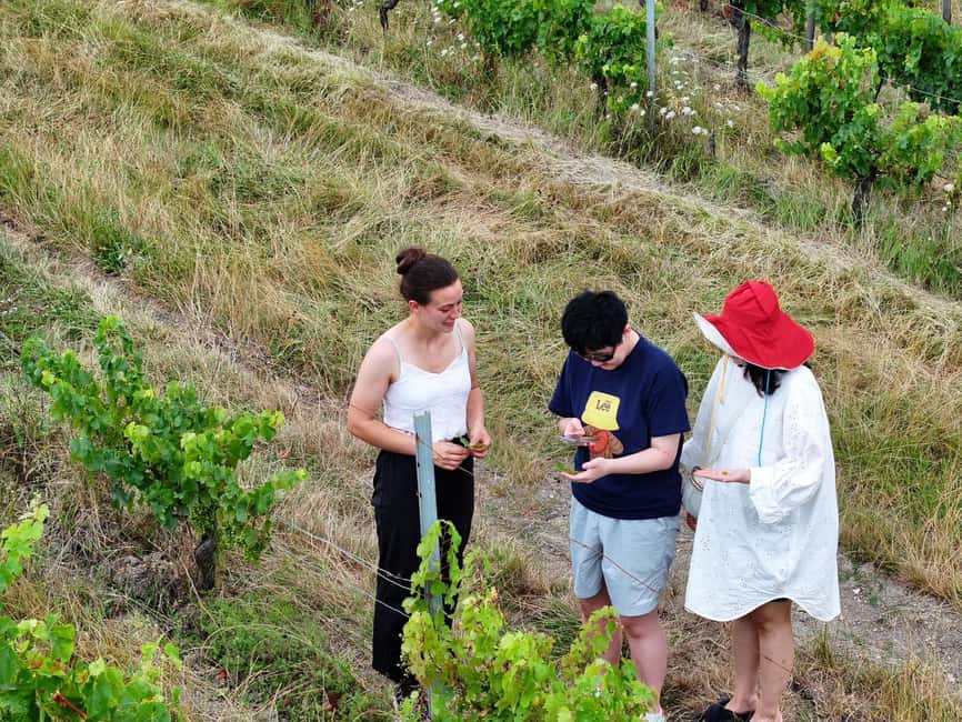 Bordeaux: Explore an Organic Family Vineyard with Tasting - Start with Bordeaux’s 65 appellations