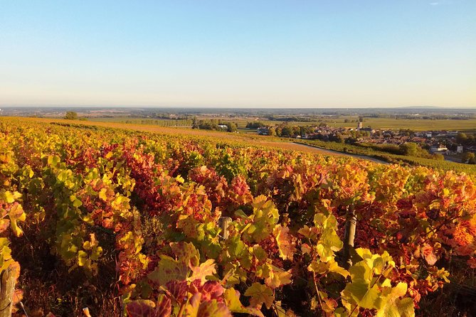 Burgundy Grand Crus Route Day Tour - 14 Wines Tastings in Domains - Chambolle-Musigny and the final tasting