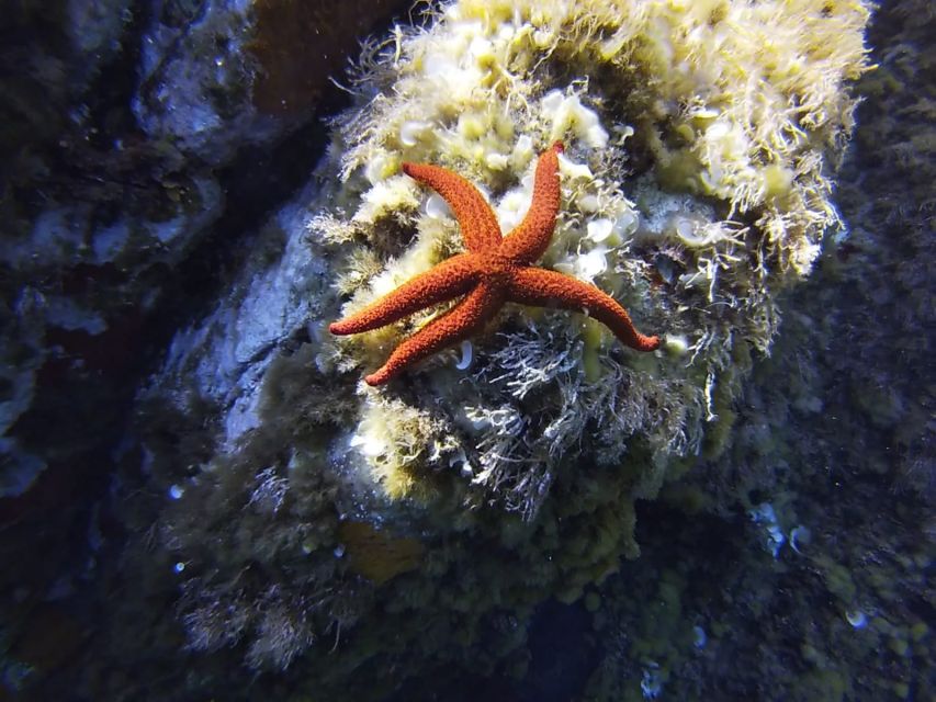 Calvi: Introduction to Diving Dive with an Instructor - Why the Gulf of Calvi works for a first underwater session