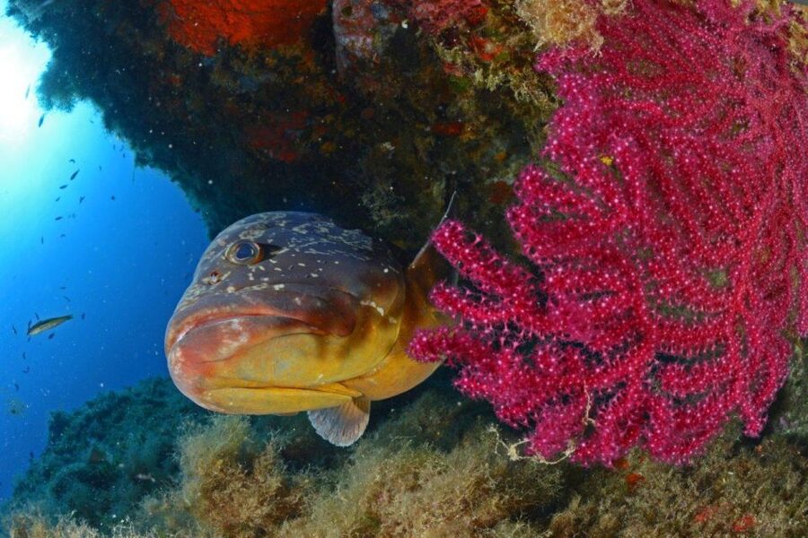 Calvi: Introduction to Diving Dive with an Instructor - Speedboat ride to the Gulf site