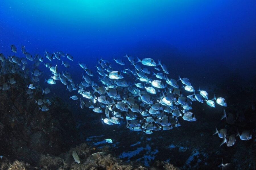 Calvi: Introduction to Diving Dive with an Instructor - Meeting the team at Port de Plaisance