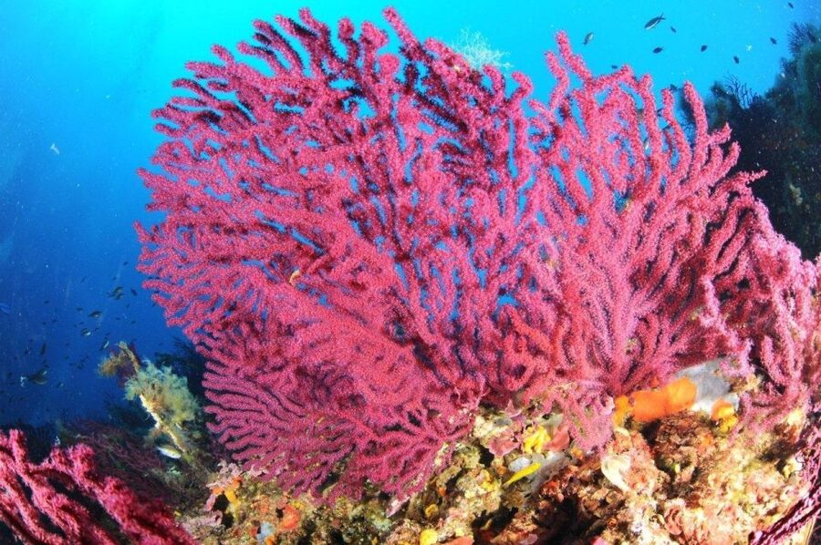 Calvi: Pointe de la Revellata Snorkeling Boat Tour - What the snorkeling time is really like