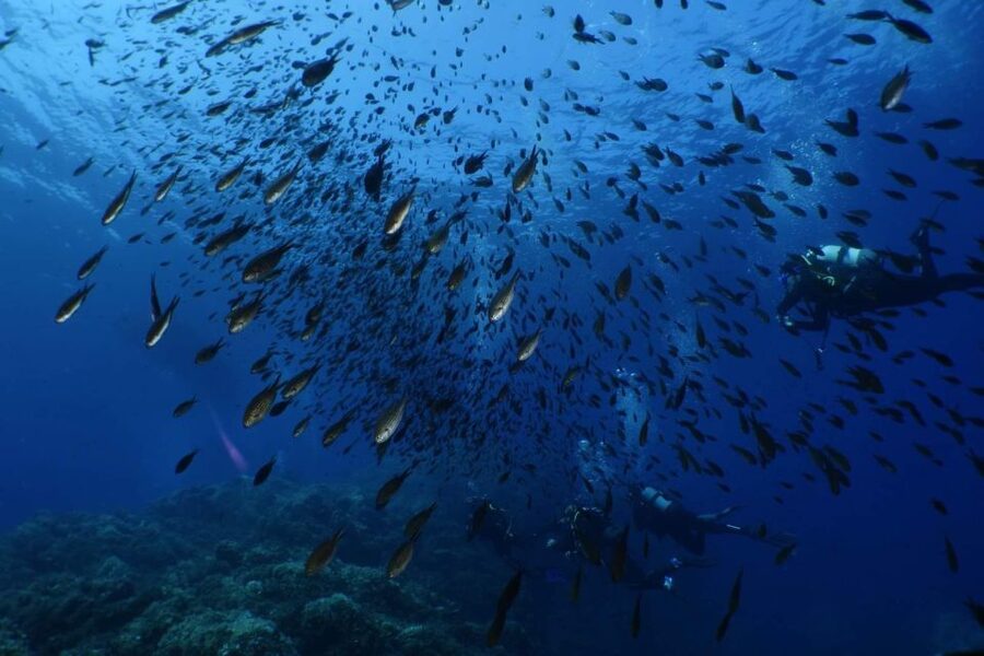 Calvi: Pointe de la Revellata Snorkeling Boat Tour - Booking details worth knowing before you go