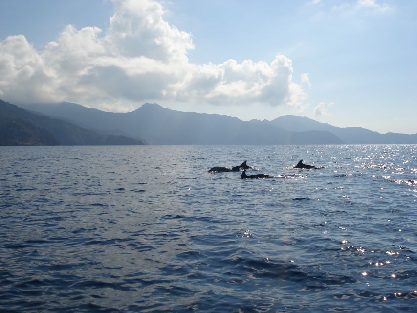 Calvi: Scandola and Girolata 6-Hour Boat Tour - Why Scandola is the main event