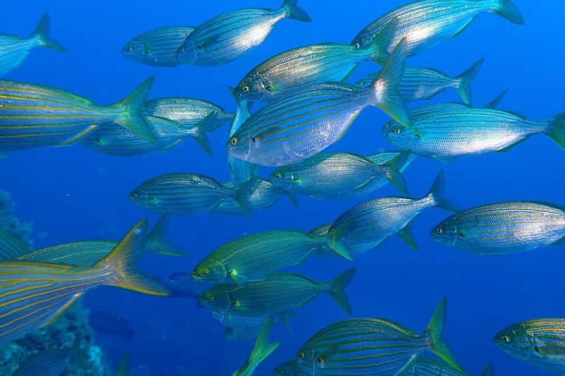 Calvi: Underwater journey at the edge of a natural reserve - Timing, comfort, and small practical matters