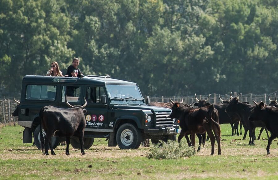 Camargue: Half-Day 4x4 Guided Safari Adventure - What to bring for a more comfortable ride