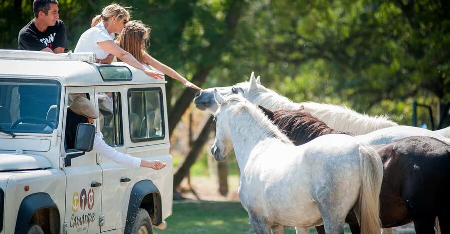 Camargue: Half-Day 4x4 Guided Safari Adventure - The ranch stop brings the Camargue close