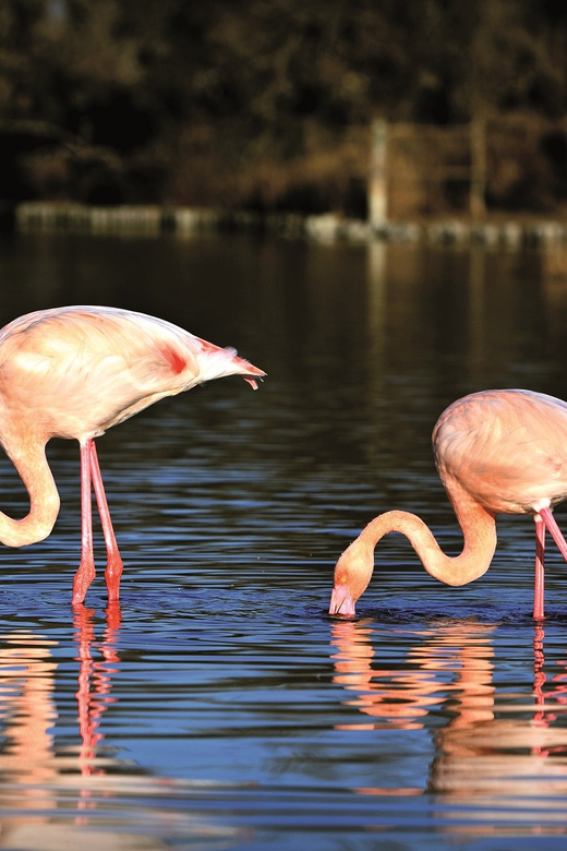 Camargue: Half-Day 4x4 Guided Safari Adventure - Aigues-Mortes adds a medieval change of scene