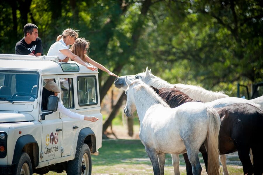 Camargue: Half-Day 4x4 Guided Safari Adventure - Rice fields, ponds and the old Vistres marsh