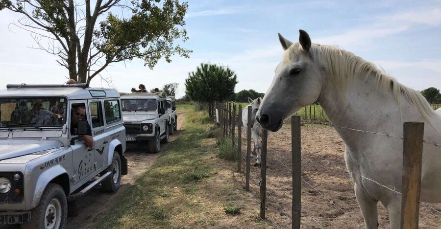 Camargue: Safari from Saintes-Maries-de-la-Mer - Looking for the white Camargue horses