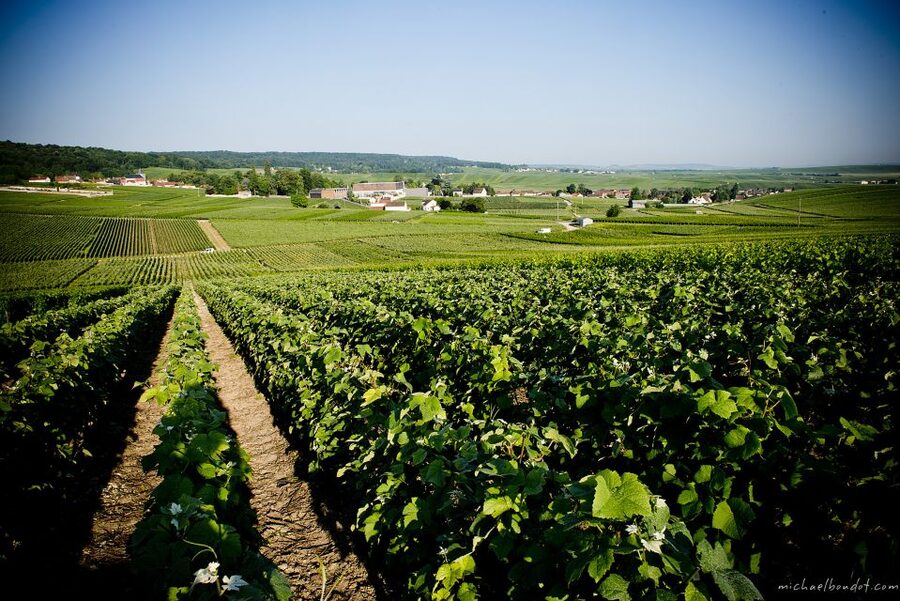 Champagne: Canard-Duchêne Champagne House Tour - Practical advice for a smoother visit