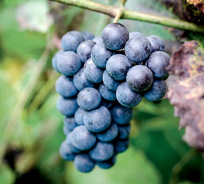 Champagne: Canard-Duchêne Champagne House Tour - Who will enjoy this visit most?