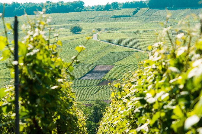 Champagne Day Trip with 6 Tastings, Reims and Winery from Paris - Hautvillers, Dom Pérignon, and a short historic pause