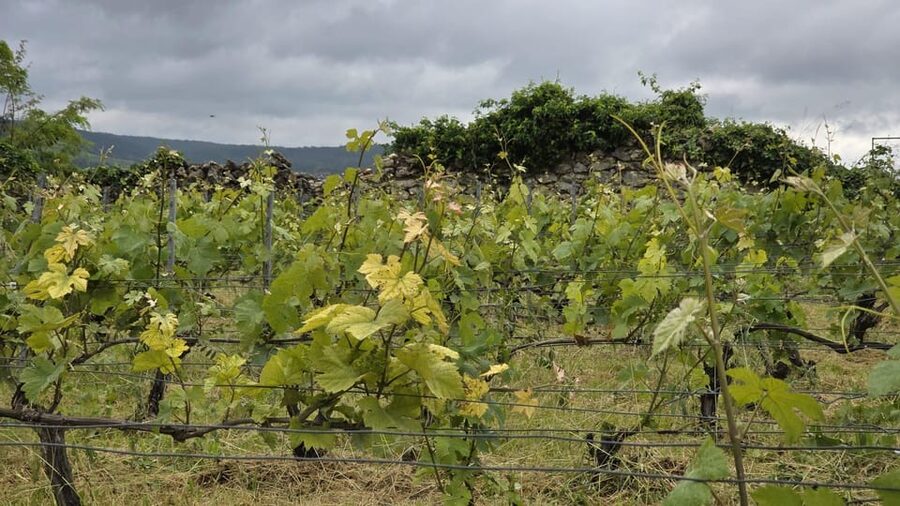 Champagne Vineyard Experience: Delve into the terroir - Should you book Champagne Harlin?