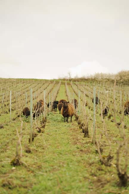 Champagne Vineyard Experience: Delve into the terroir - Starting in the family garden at 8 Rue de la Fontaine