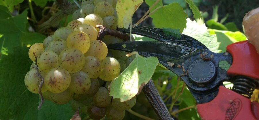 Château du Bois-Huaut: Cellar Tour and Wine Tasting Class - The vineyard walk comes first