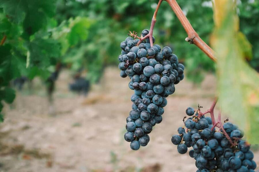 Côte de Beaune Half-Day Wine Tour from Dijon - Leaving Dijon for Burgundy’s famous wine road