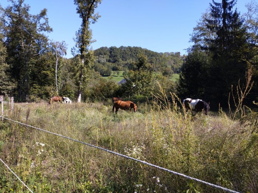 Cruseilles: Horseback Riding in the Countryside - Riding through the Savoyard countryside near Cruseilles