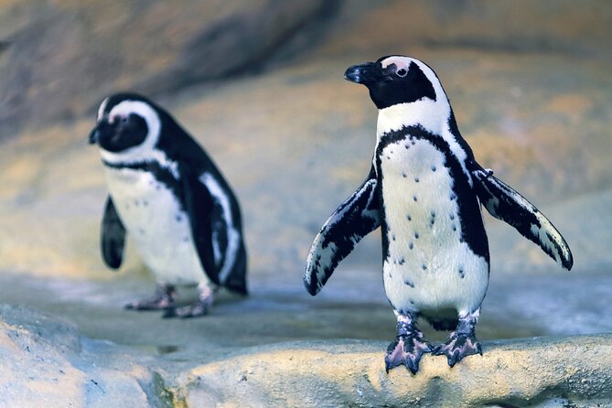 Entrance Ticket Nausicaa, the biggest aquarium in Europe - Timing your four-to-six-hour visit