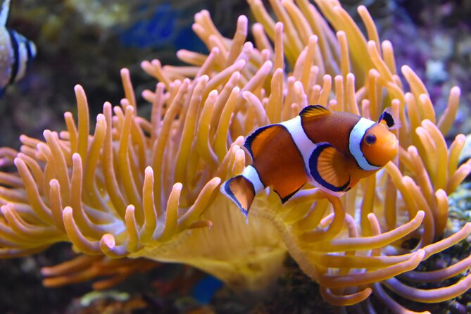 Entrance Ticket Nausicaa, the biggest aquarium in Europe - Is the $36.01 admission good value?