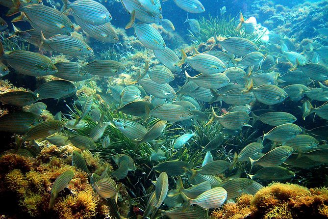 French Riviera Villefranche Bay Snorkeling Tour from Nice - Booking, cancellations, and practical limits