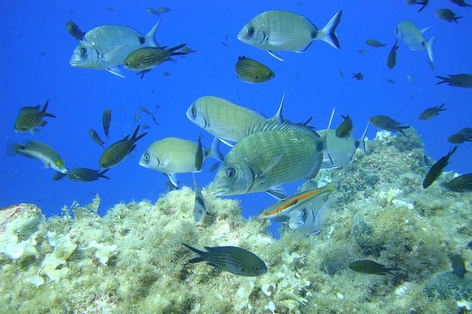 French Riviera Villefranche Bay Snorkeling Tour from Nice - One hour in a sheltered Mediterranean cove