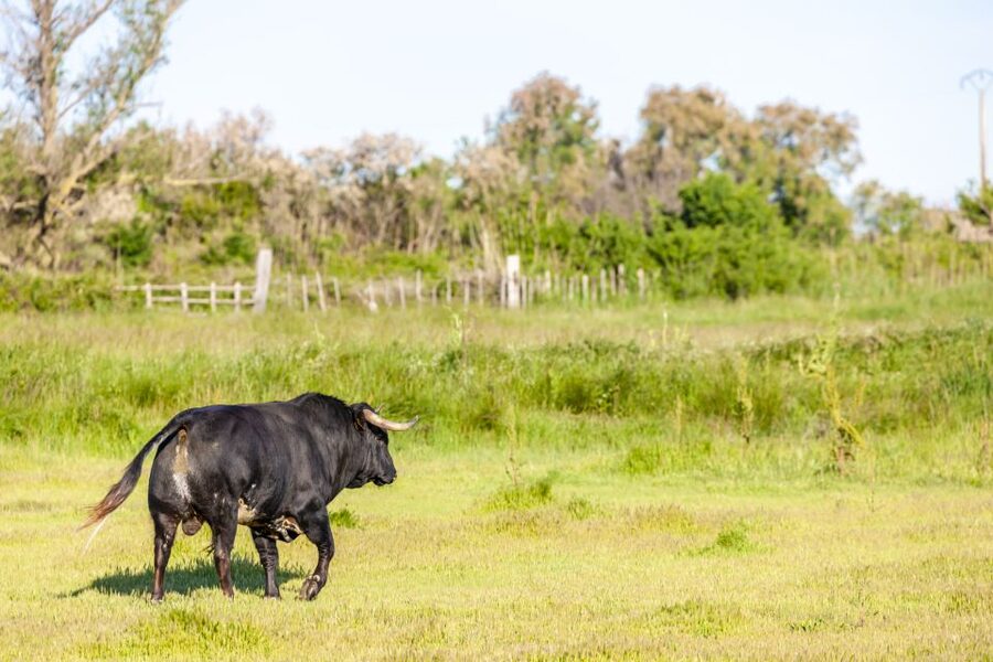 From Arles: Half-Day 4x4 Camargue Safari - Why the Camargue is best seen from a 4x4