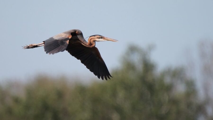 From Arles: Half-Day 4x4 Camargue Safari - What the guide adds to the experience