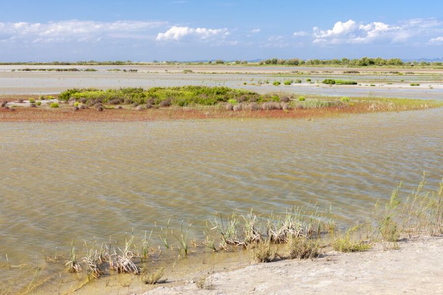 From Arles: Half-Day 4x4 Camargue Safari - Who should book the Camargue safari?