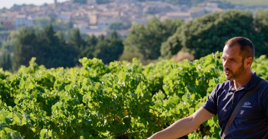 From Avignon: Châteauneuf du Pape Half-Day Wine Tour - The 45-minute drive from Avignon