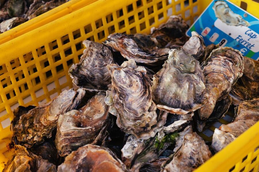 From Bordeaux: Arcachon Bay Full Day Tour and Oyster Lunch - Who should book this Arcachon excursion?