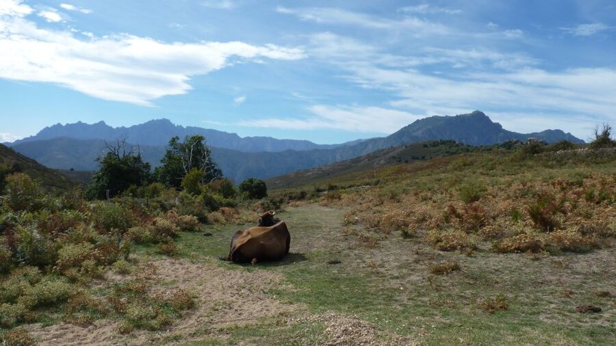 From Calvi: 4x4 Day Tour Mountain & Agriates' Saleccia Beach - What the small 4x4 group feels like