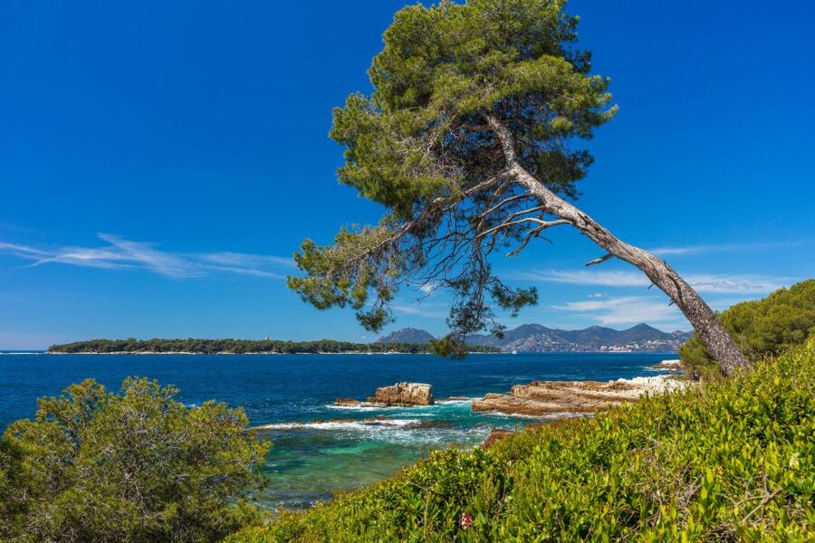 From Cannes: Round-Trip Ferry to Ste. Marguerite Island - The $24 price and what you receive