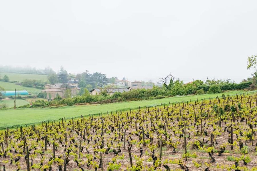 From Lyon: Golden Stones Beaujolais Wine Tasting Tour - The family winery is the tour’s main wine lesson