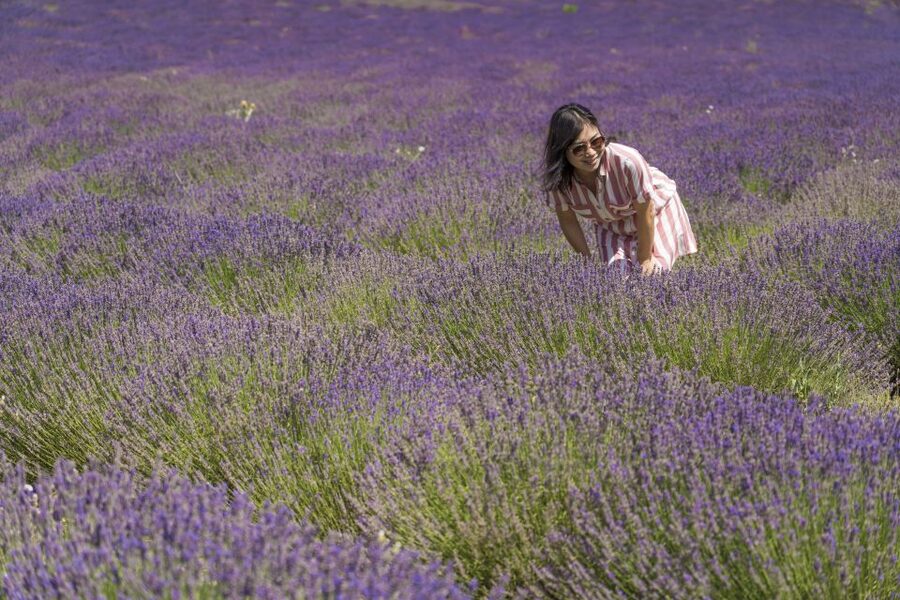 From Marseille: Valensole Lavender Full-Day tour - The lavender fields: photo stops with room to look around