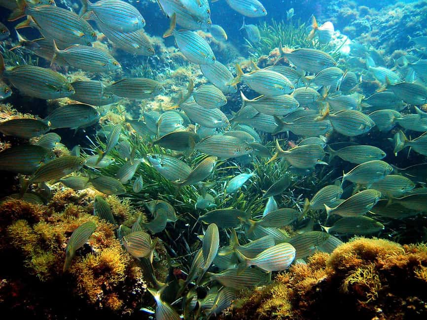 From Nice: French Riviera Swimming and Snorkeling Cruise - Key points to know before booking